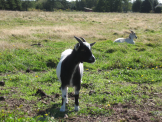 miniature goats gallery